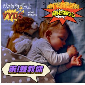 AI制作动物与萌娃互动视频,瞬间萌化你的心,粉丝大米一起收货!-淘米帮